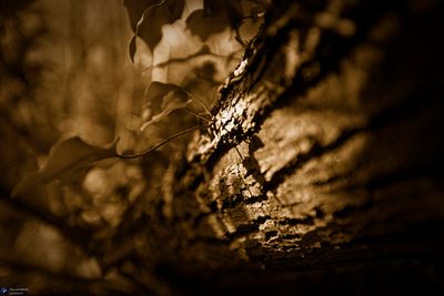 Focus on outdoor details of life