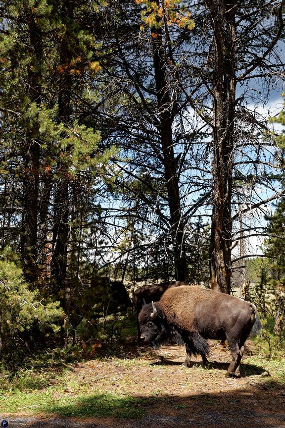 Famous american national park view (USA)