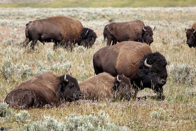 Famous american national park view (USA)