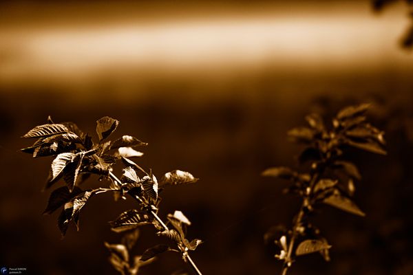 Focus on outdoor details of life