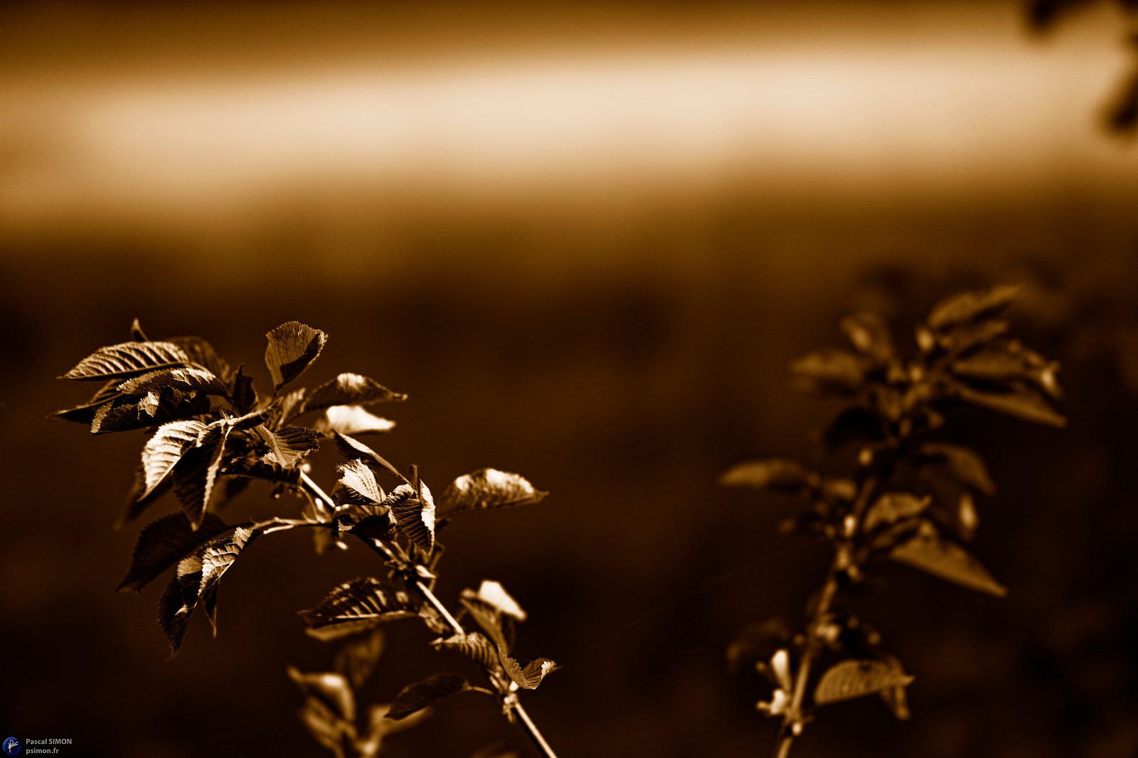 Focus on outdoor details of life