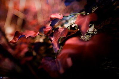 Focus on outdoor details of life