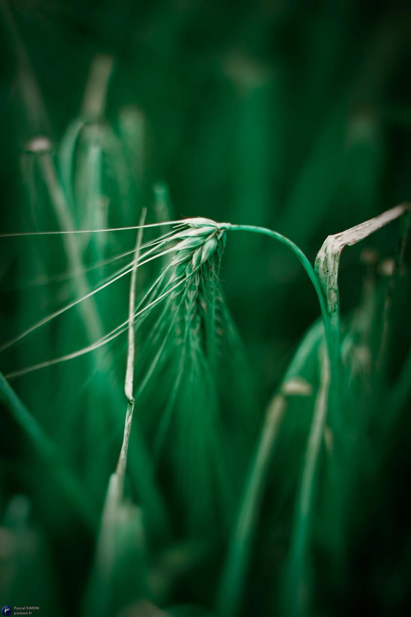 Focus on outdoor details of life