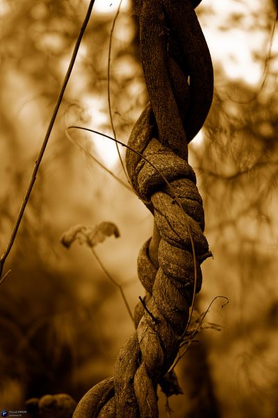 Focus_on_outdoor_and_natural_life_details_MGC0315