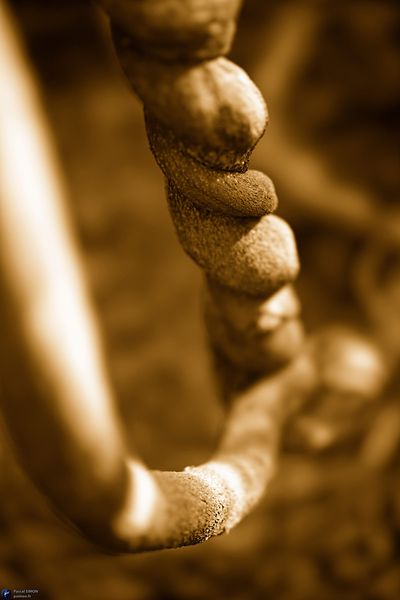 Focus_on_outdoor_and_natural_life_details_MGC0317_1