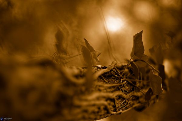 Focus on outdoor details of life