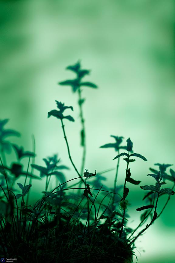 Focus on outdoor details of life