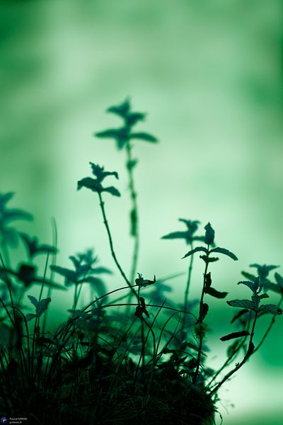 Focus on outdoor details of life