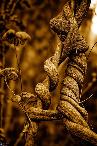 Focus on outdoor details of life