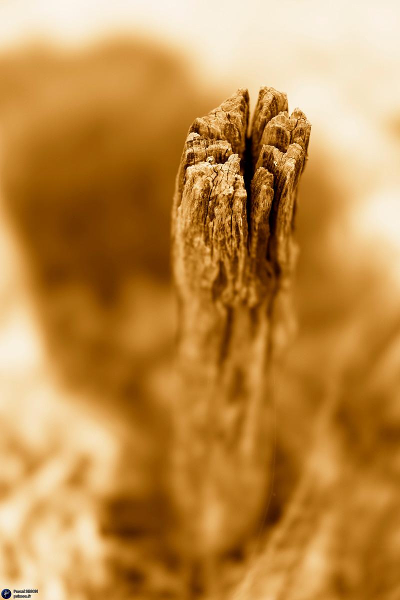 Focus on outdoor details of life