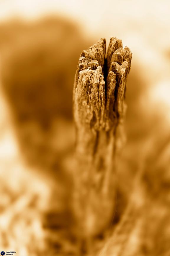 Focus on outdoor details of life